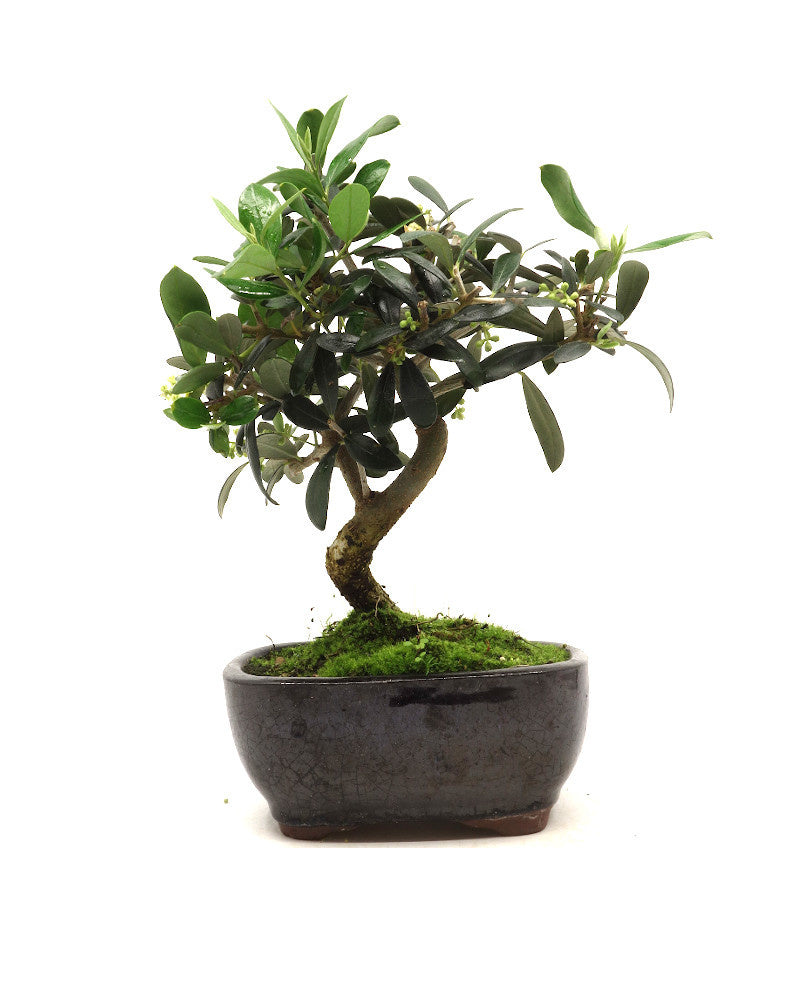 Buiten Bonsai Olea europea blauwe rechthoekige pot 16cm, hoogte 30cm