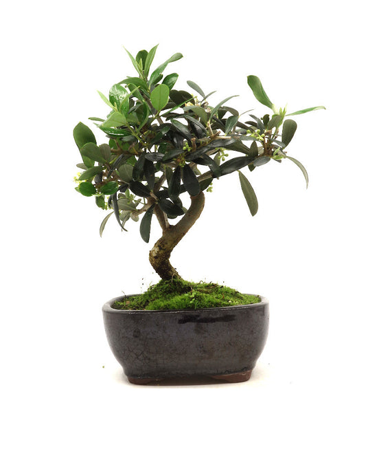 Buiten Bonsai Olea europea blauwe rechthoekige pot 16cm, hoogte 30cm