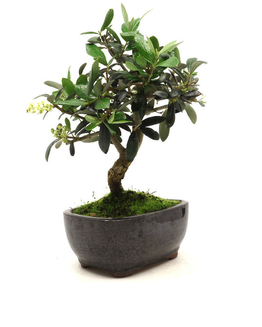 Buiten Bonsai Olea europea blauwe rechthoekige pot 16cm, hoogte 30cm