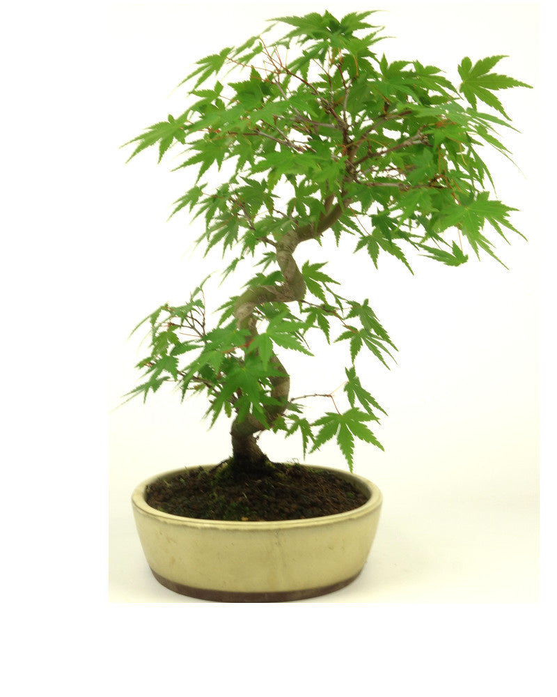 Bonsaï d'extérieur Acer palmatum, pot ovale crème, 20 cm, hauteur ~36 cm