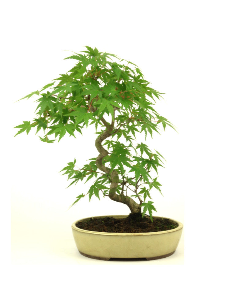 Bonsaï d'extérieur Acer palmatum, pot ovale crème, 20 cm, hauteur ~36 cm