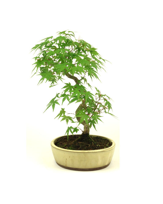 Bonsaï d'extérieur Acer palmatum, pot ovale crème, 20 cm, hauteur ~36 cm