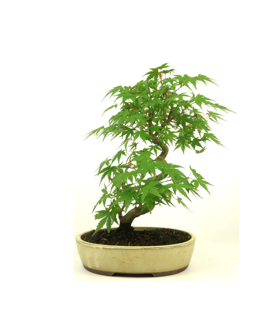 Bonsaï d'extérieur Acer palmatum, pot ovale crème, 20 cm, hauteur ~36 cm
