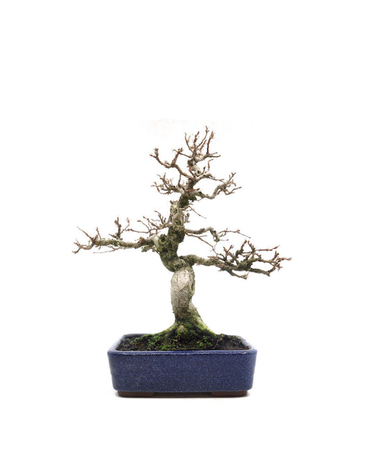 Buiten Bonsai Carpinus coreana blauwe rechthoekige pot 16cm, hoogte 30cm