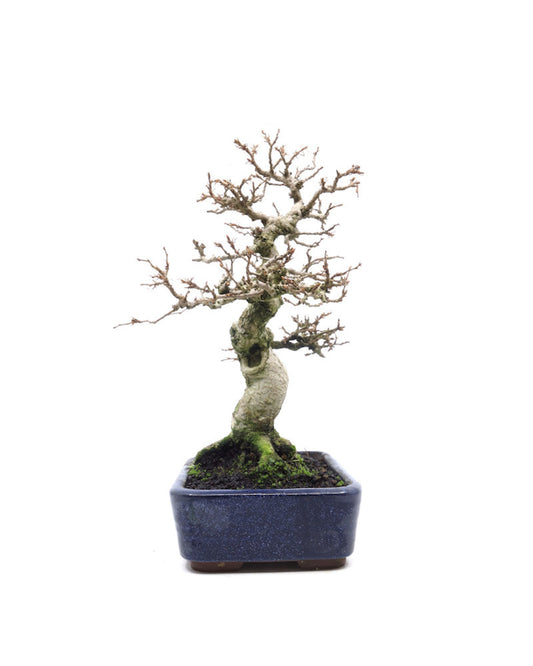 Buiten Bonsai Carpinus coreana blauwe rechthoekige pot 16cm, hoogte 30cm
