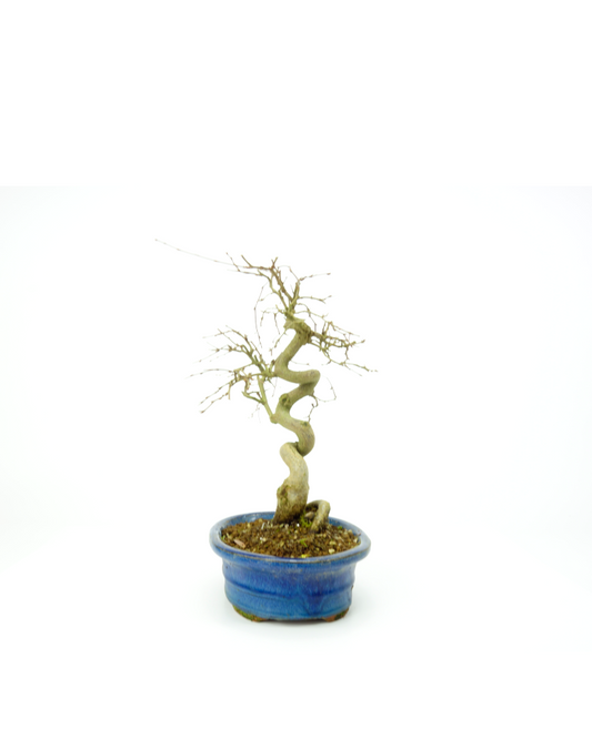 Buiten Bonsai Carpinus coreana blauwe ovale pot 18cm, hoogte ~33cm