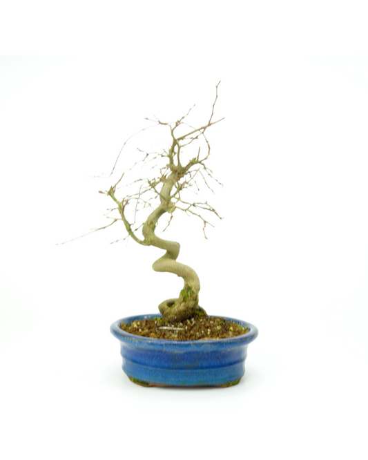 Buiten Bonsai Carpinus coreana blauwe ovale pot 18cm, hoogte ~33cm
