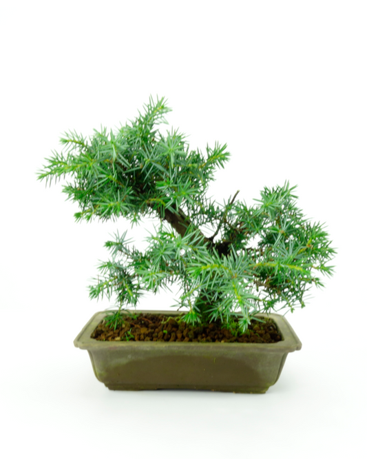 Buiten Bonsai Juniperus rigida ongeglazuurde rechthoekige pot ~ 20cm, hoogte ~ 25cm
