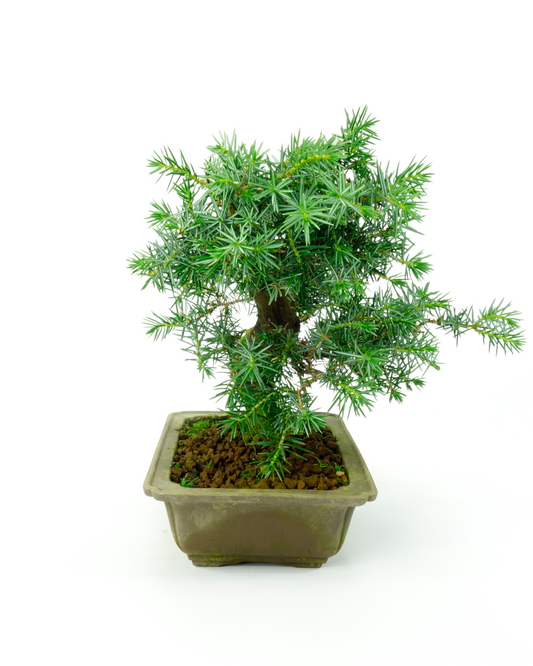 Buiten Bonsai Juniperus rigida ongeglazuurde rechthoekige pot ~ 20cm, hoogte ~ 25cm