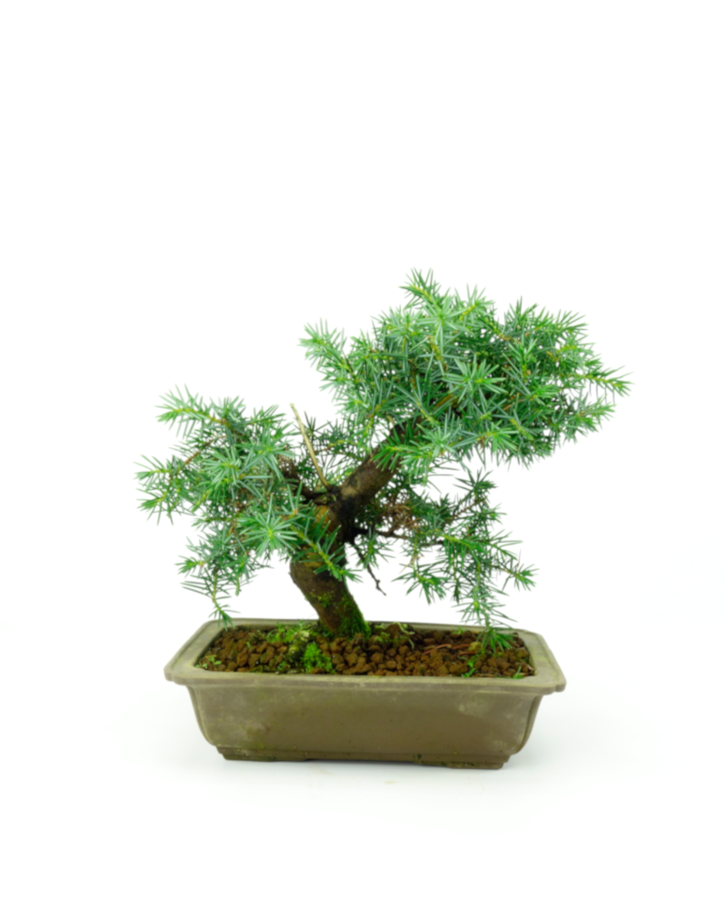 Bonsaï d'extérieur Juniperus rigida, pot rectangulaire non émaillé ~ 20 cm, hauteur ~ 25 cm