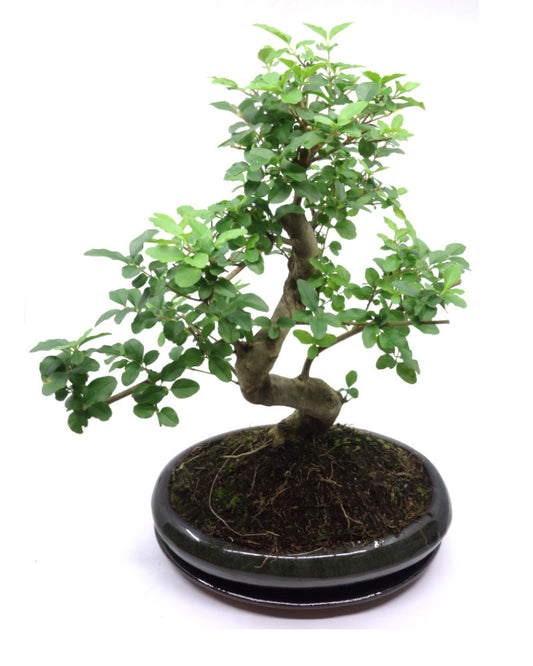 Binnen Bonsai Ligustrum sinensis shape groene ovale pot 29cm, hoogte ~ 45cm