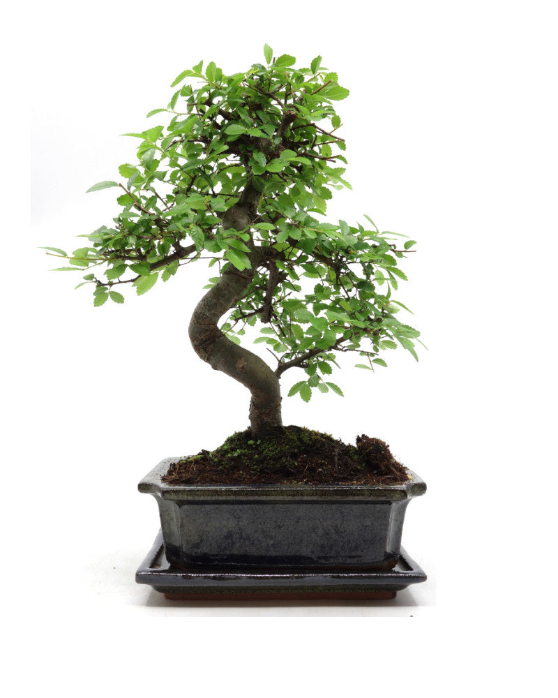 Binnen Bonsai Zelkova shape groene rechthoekige pot 20cm, hoogte ~ 35cm