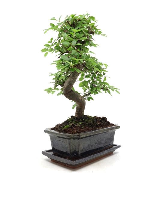 Binnen Bonsai Zelkova shape groene rechthoekige pot 20cm, hoogte ~ 35cm