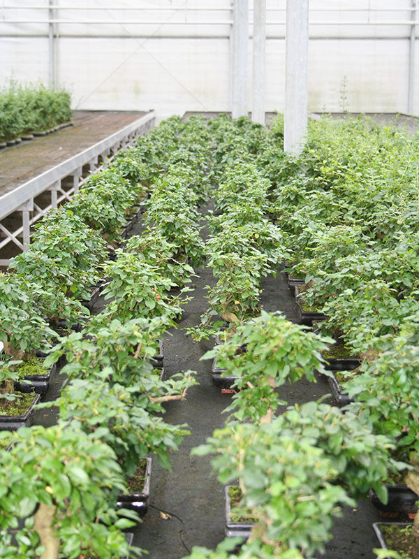 Bonsaï d'intérieur Ligustrum sinensis, pot rectangulaire vert de 20 cm, hauteur ~ 33 cm