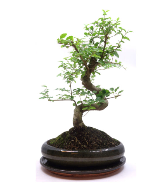 Binnen Bonsai Ligustrum sinensis groene ovale pot 24cm, hoogte ~ 40cm