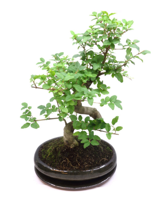 Binnen Bonsai Ligustrum sinensis groene ovale pot 24cm, hoogte ~ 40cm