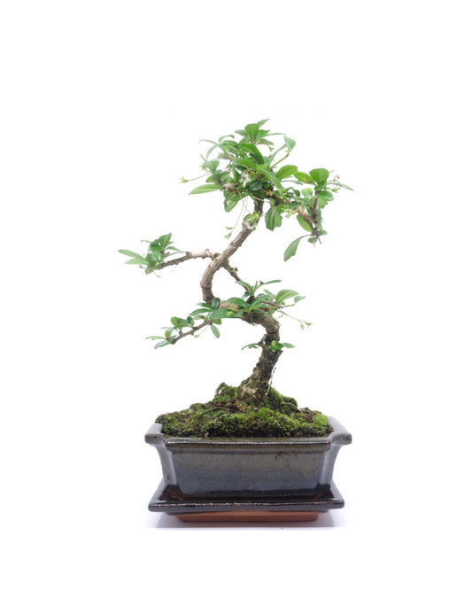 Binnen Bonsai Carmona macrophylla shape groene rechthoekige pot 15cm, hoogte ~30cm