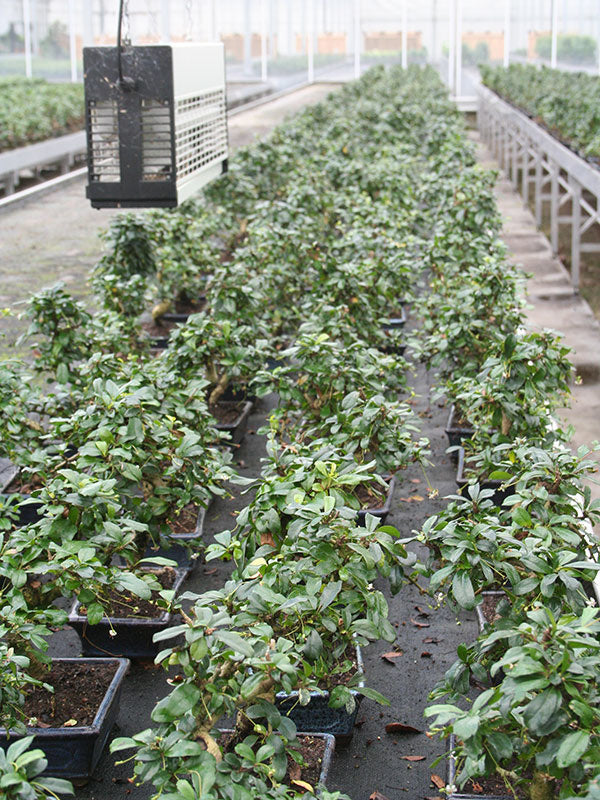 Bonsaï d'intérieur Carmona, pot rectangulaire vert de 20 cm, hauteur ~30 cm