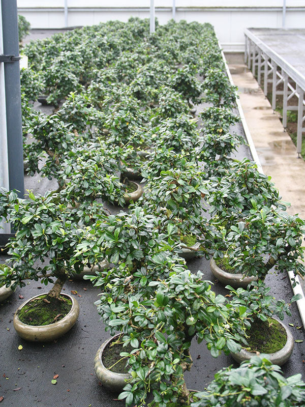 Bonsaï d'intérieur Carmona microphylla, pot ovale vert de 24 cm, hauteur ~33 cm