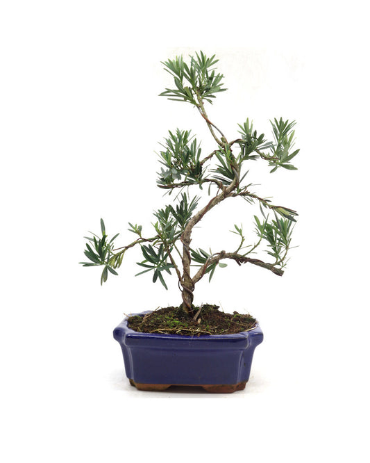 Buiten Bonsai Podocarpus macrophylla blauwe rechthoekige pot 20cm, hoogte ~40cm