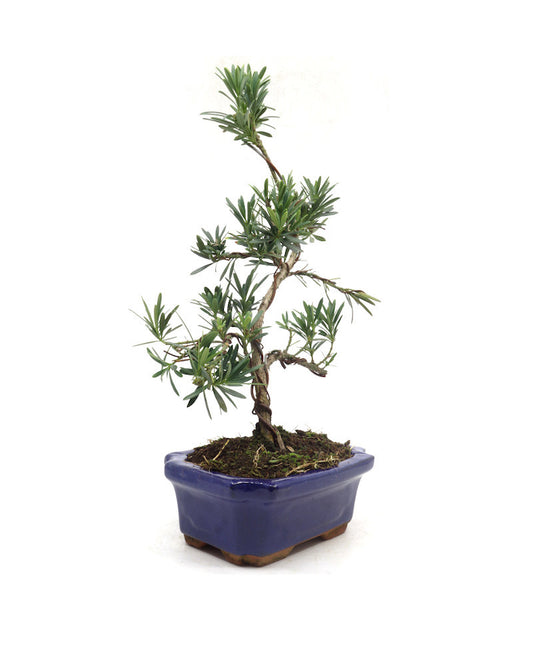 Buiten Bonsai Podocarpus macrophylla blauwe rechthoekige pot 20cm, hoogte ~40cm