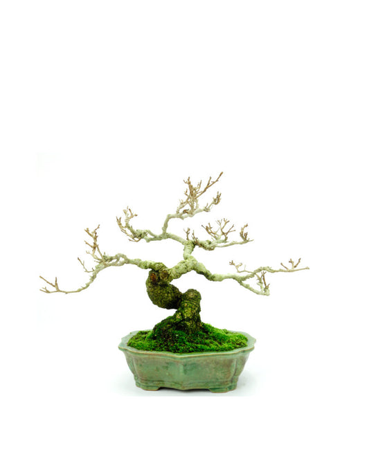 Shohin Buiten Bonsai Celastrus orbiculatus groene lotus pot 16cm, hoogte ~23cm