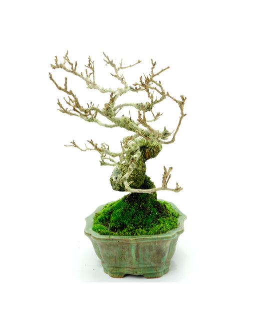 Shohin Buiten Bonsai Celastrus orbiculatus groene lotus pot 16cm, hoogte ~23cm