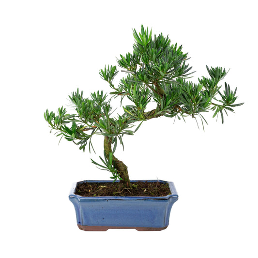 Podocarpus macrophylla blauwe pot 24cm, hoogte ~42cm