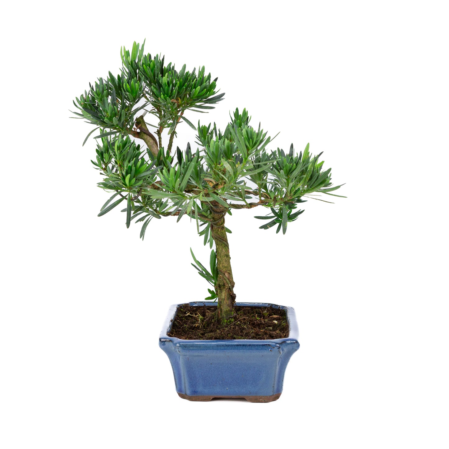 Podocarpus macrophylla blauwe pot 24cm, hoogte ~42cm