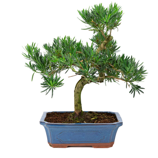 Podocarpus macrophylla blauwe pot 30cm, hoogte ~45cm