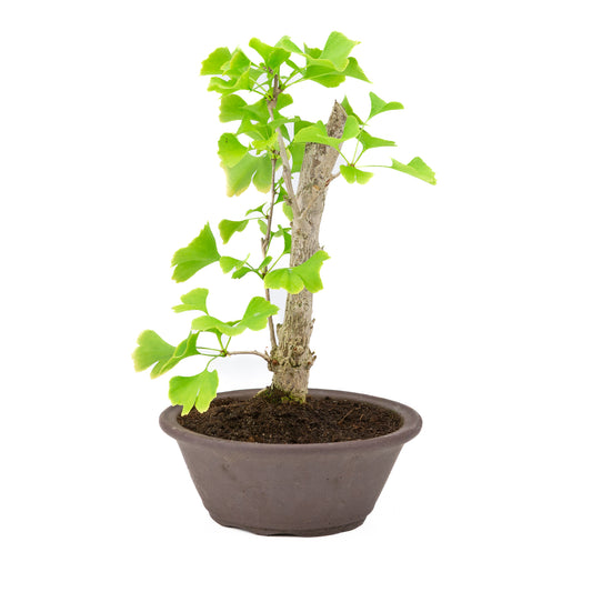 Ginkgo biloba bruine ronde pot 25cm, hoogte ~46cm