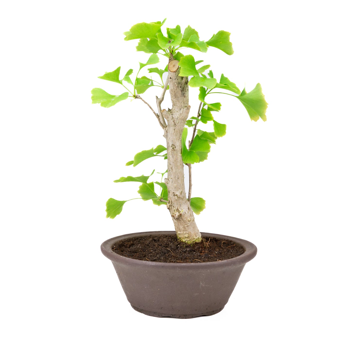 Ginkgo biloba bruine ronde pot 25cm, hoogte ~46cm