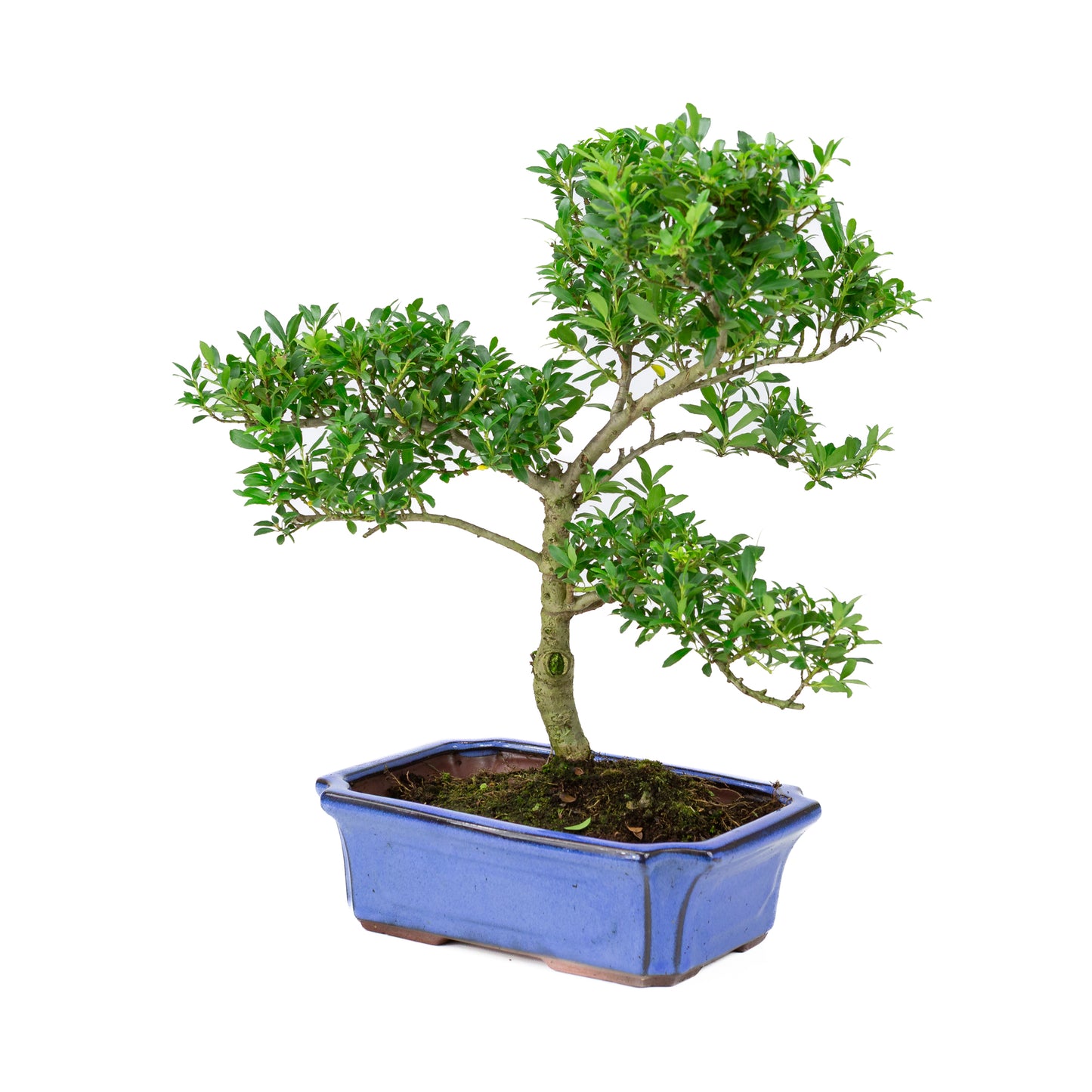 Ilex crenata blauwe pot 24cm, hoogte ~43cm