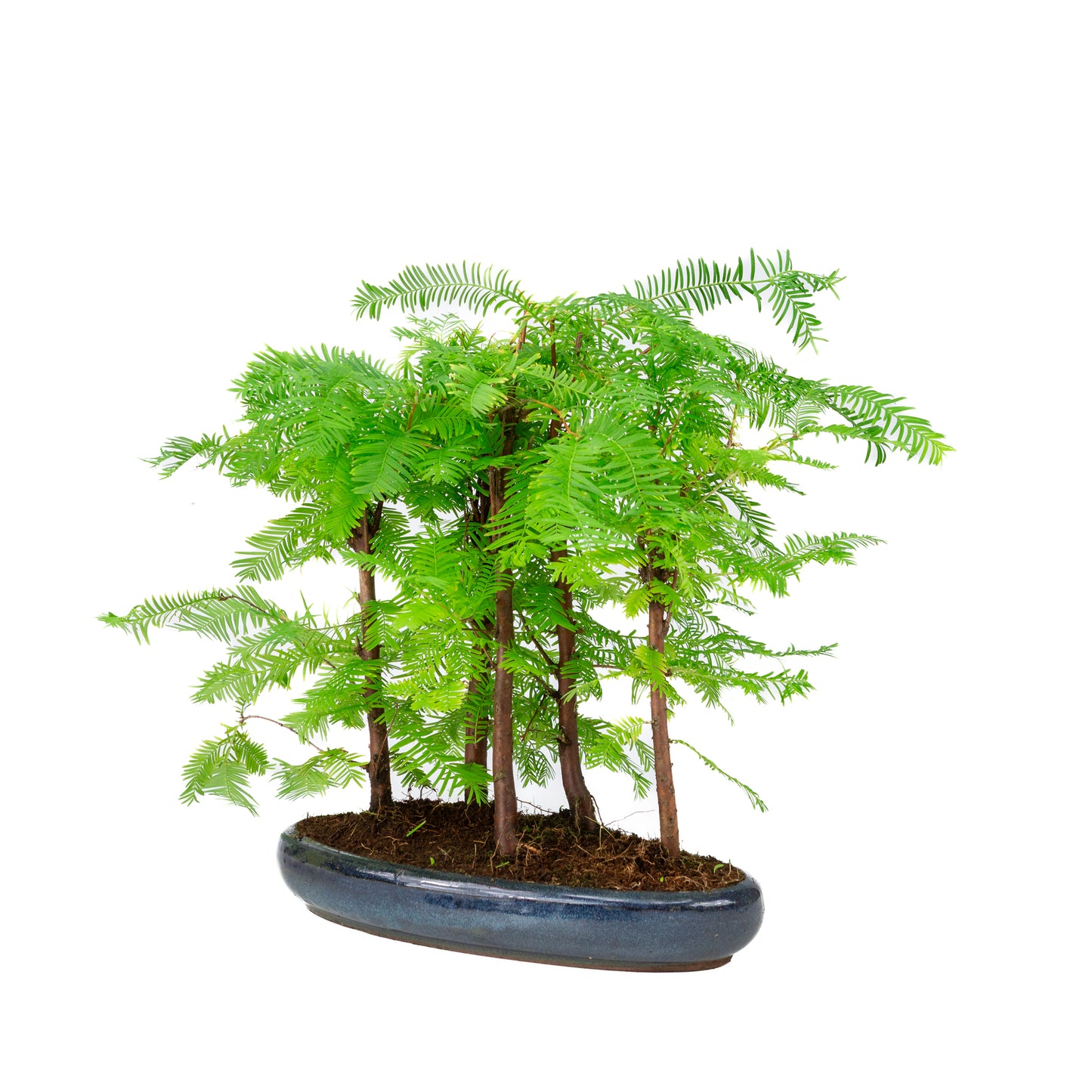 Metasequoia groupe 5 pot ovale 29 cm, hauteur ~35 cm