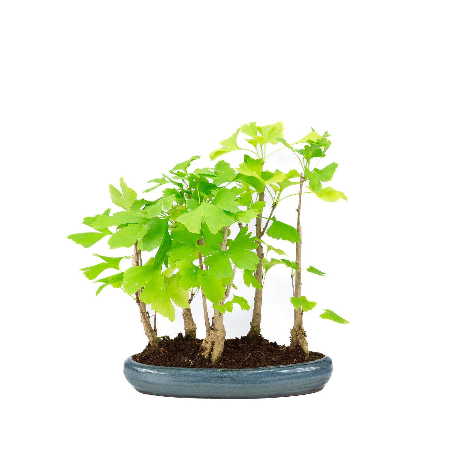 Ginkgo biloba groupe 5 pot ovale 29 cm, hauteur ~35 cm