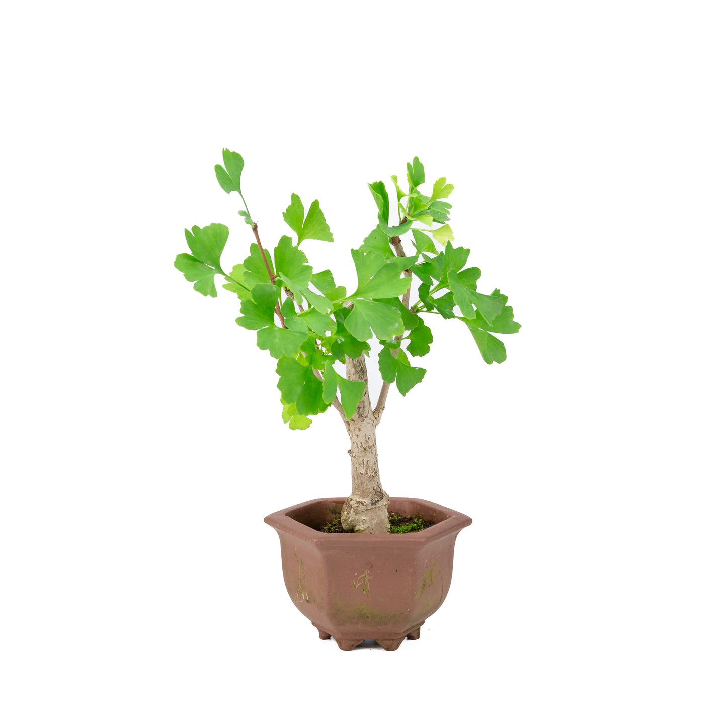 Ginkgo biloba pot hexagonal brun 17 cm, hauteur ~35 cm