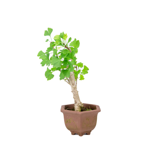 Ginkgo biloba pot hexagonal brun 17 cm, hauteur ~35 cm