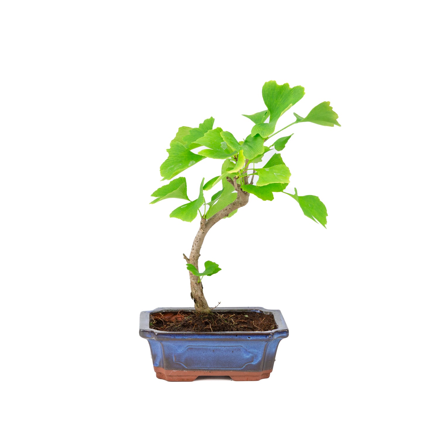 Ginkgo biloba pot rectangulaire bleu 18 cm, hauteur ~35 cm