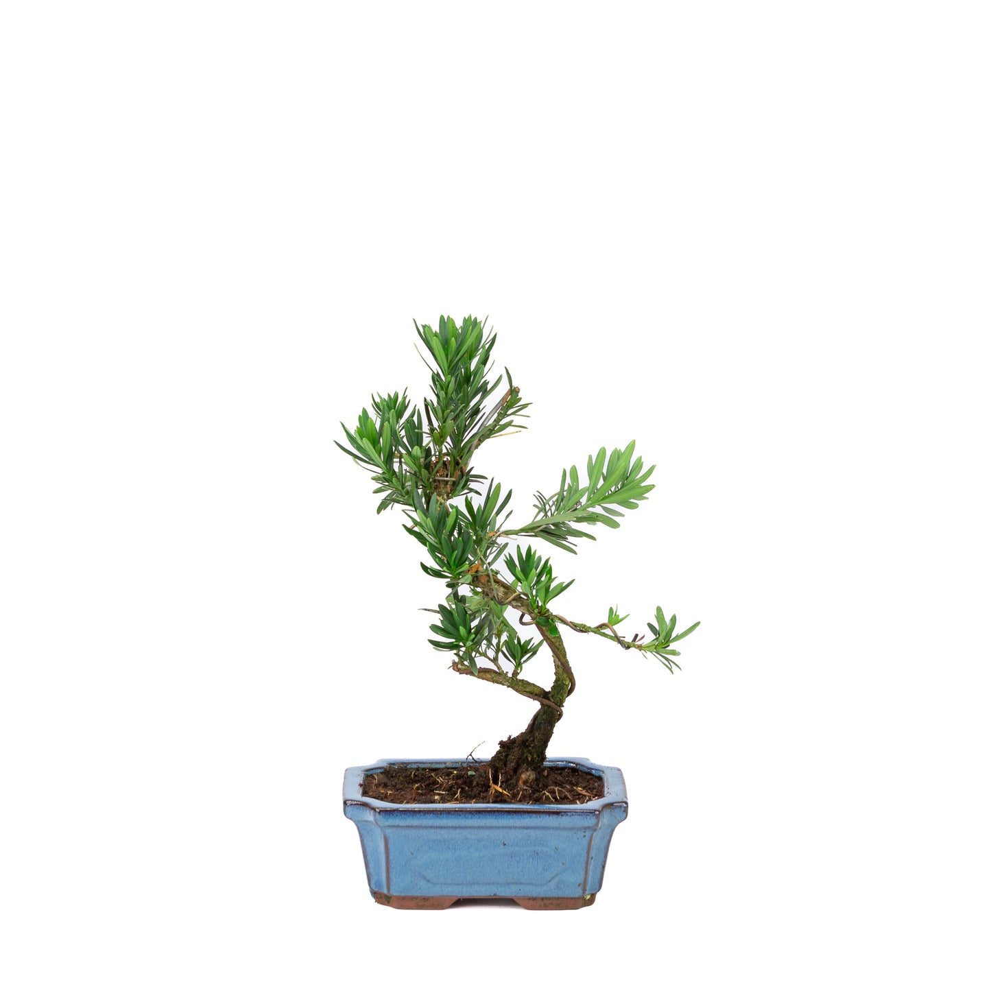 Podocarpus macrophylla pot rectangulaire bleu 15 cm