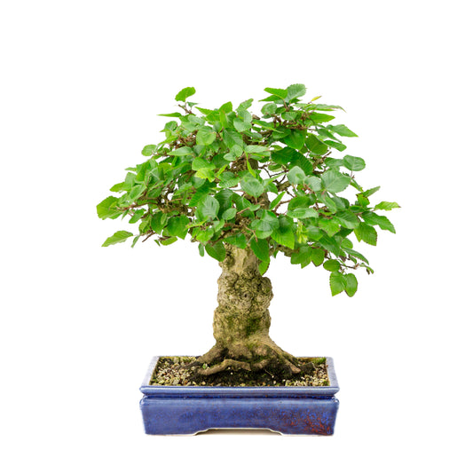 Carpinus coreana blauer rechteckiger Topf 21cm, Höhe ~35cm