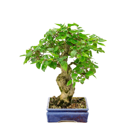 Carpinus coreana blauer rechteckiger Topf 21cm, Höhe ~35cm
