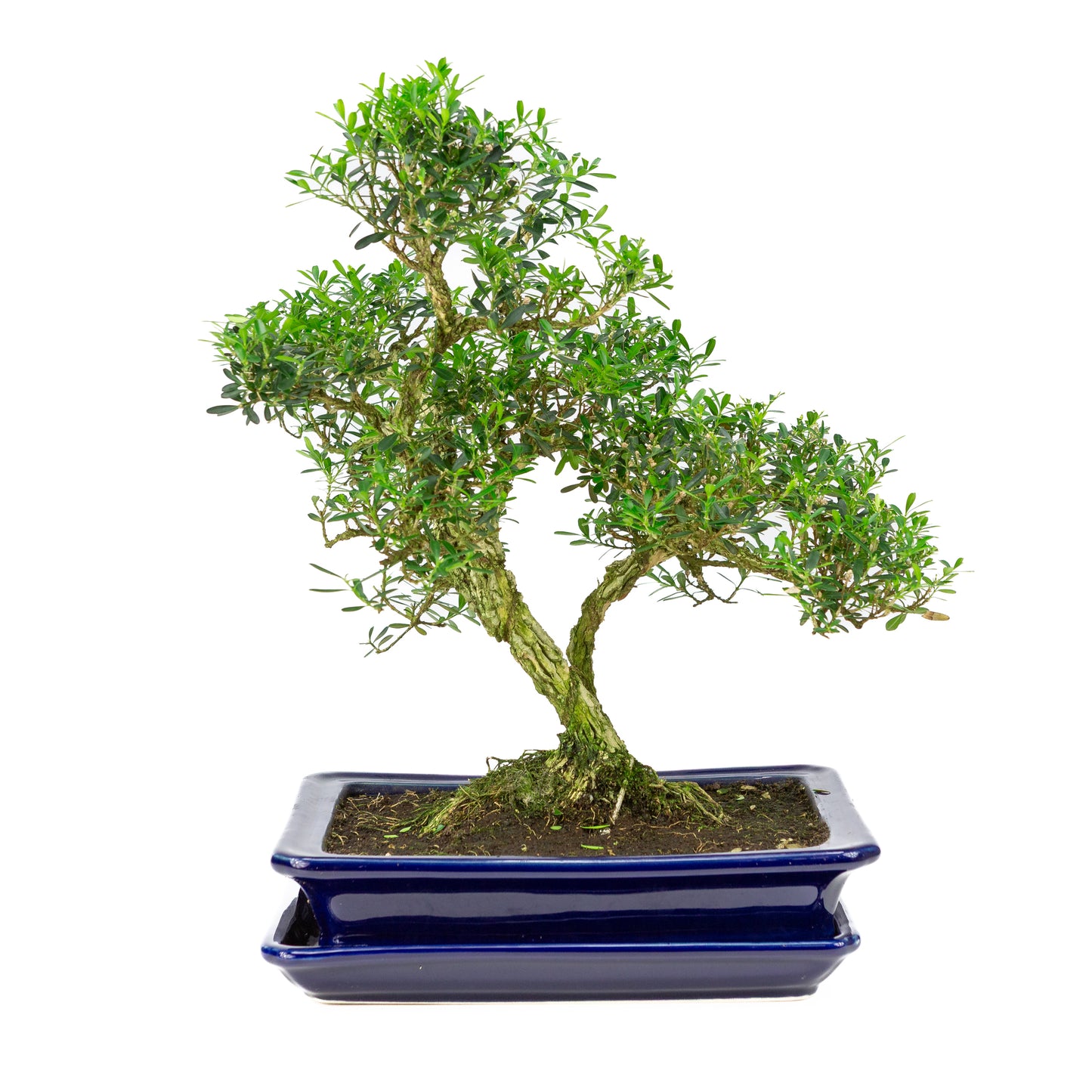 Buxus harlandii Bonsai in blauwe pot 26cm, hoogte ~40cm