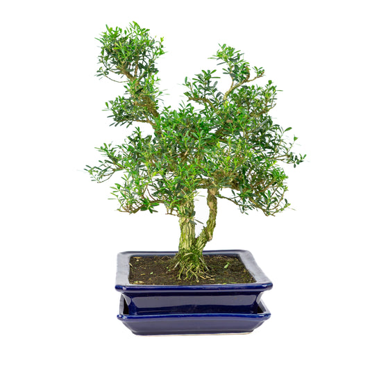 Buxus harlandii Bonsai in blauwe pot 26cm, hoogte ~40cm