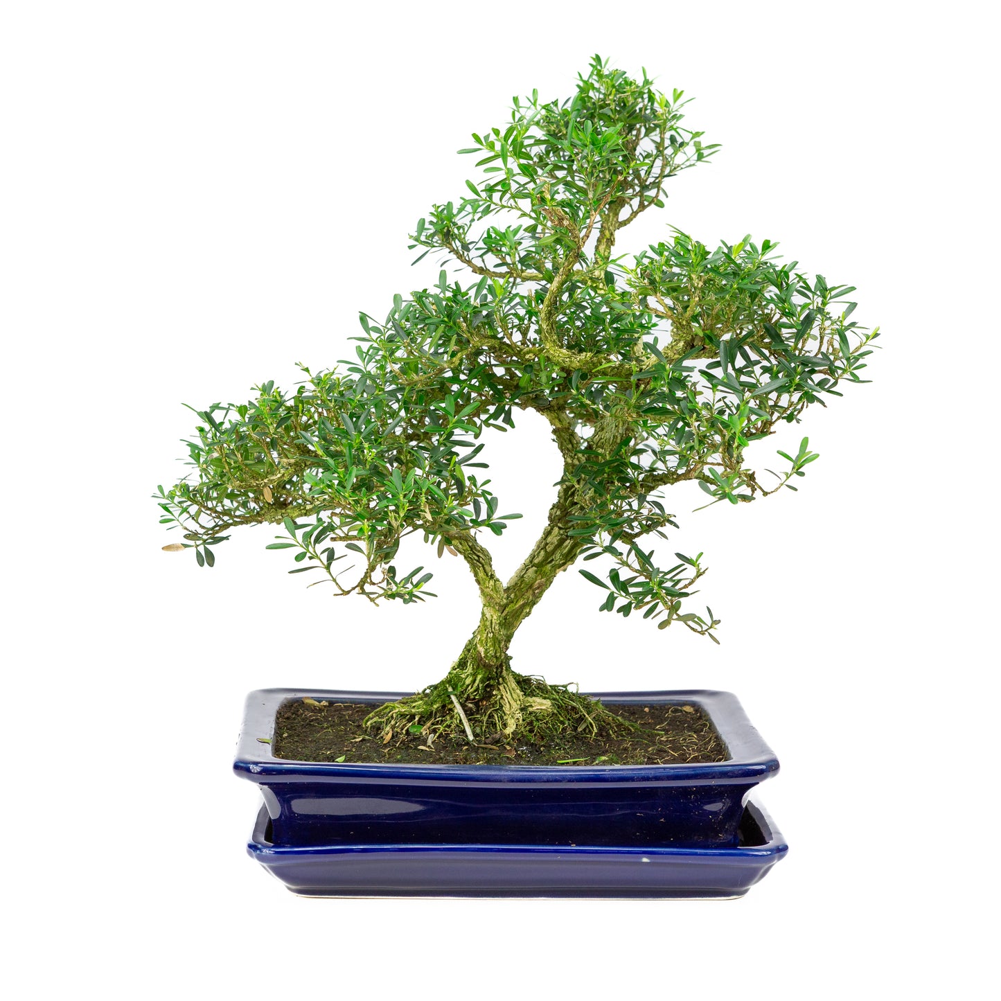 Buxus harlandii Bonsai in blauwe pot 26cm, hoogte ~40cm
