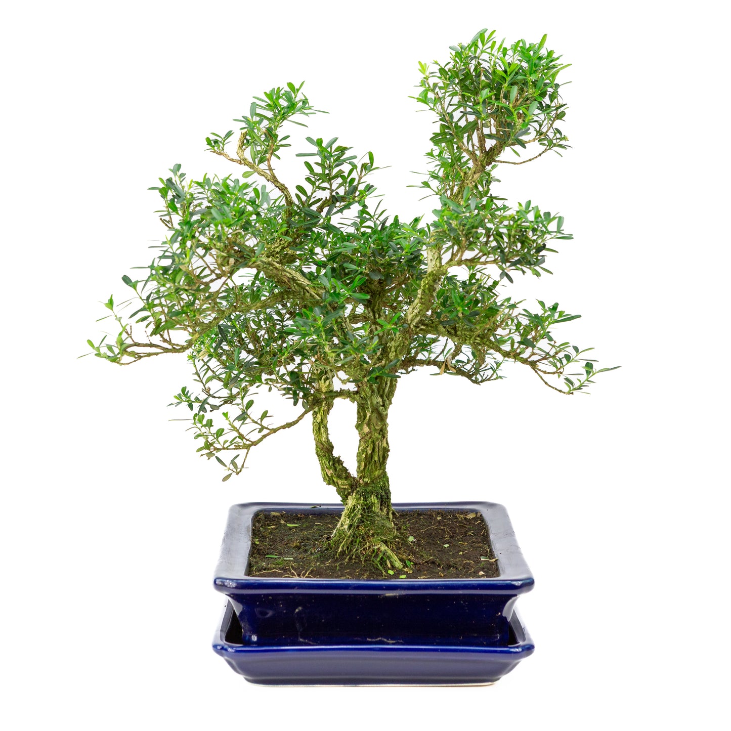Buxus harlandii Bonsai in blauwe pot 26cm, hoogte ~40cm