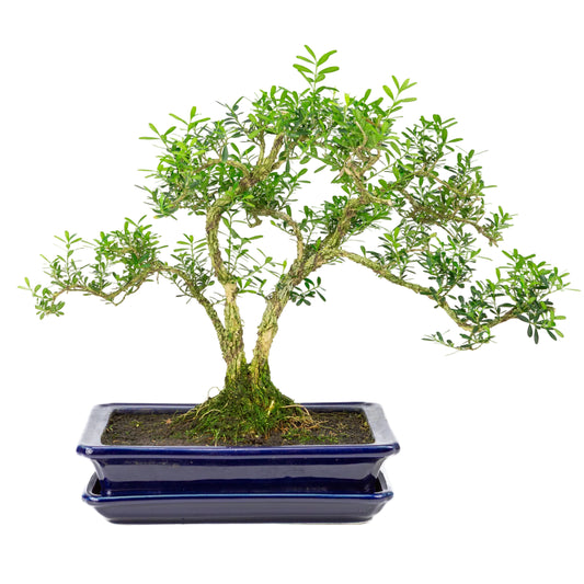 Buxus harlandii Bonsai in blauwe pot 26cm, hoogte ~38cm