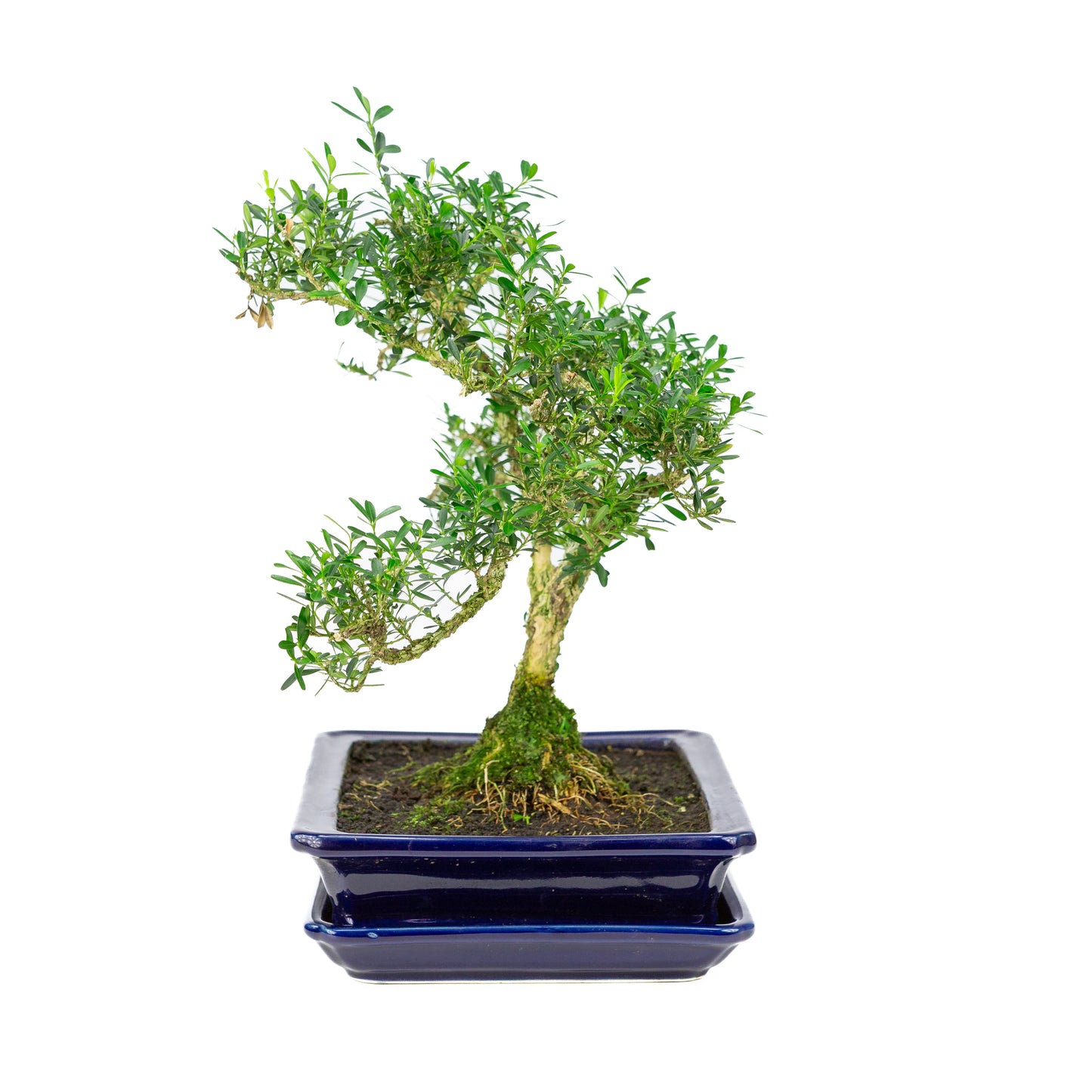 Buxus harlandii Bonsai in blauwe pot 26cm, hoogte ~38cm