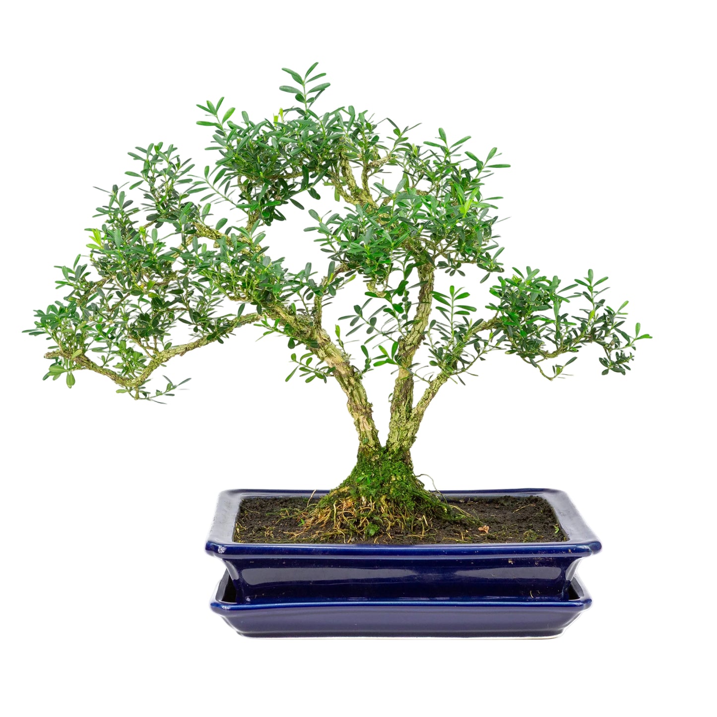 Buxus harlandii Bonsai in blauwe pot 26cm, hoogte ~38cm