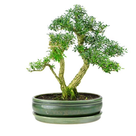 Buxus harlandii Bonsai in groene pot 27cm, hoogte ~42cm