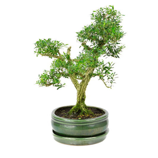 Buxus harlandii Bonsai in groene pot 27cm, hoogte ~42cm